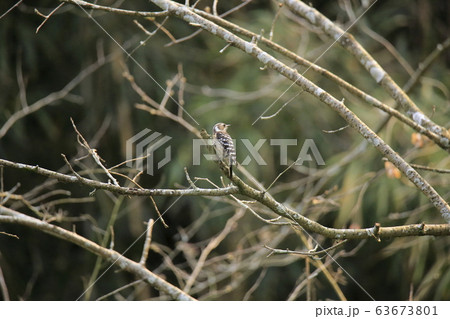 荒尾市 四ツ山神社 コゲラ、 荒尾市 四ツ山神社 コゲラ、 63673801