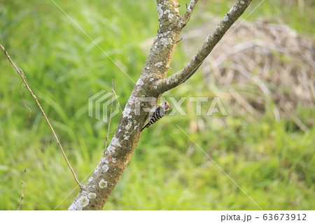 荒尾市 四ツ山神社 コゲラ、 荒尾市 四ツ山神社 コゲラ、 63673912