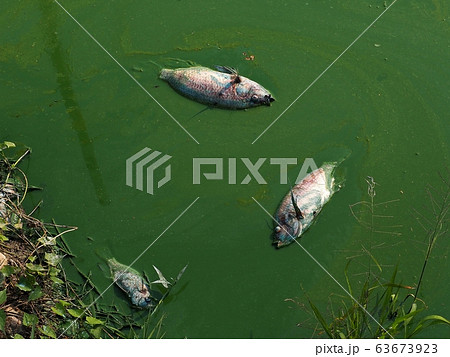 Dead Tilapia fishes by polluted water in natural lake. Dead Tilapia fishes by polluted water in natural lake. 63673923