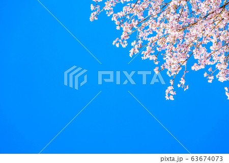 桜と青空 63674073