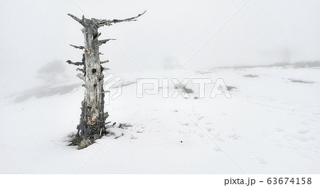 Lonely dead tree in the fog. Snow. Winter time Lonely dead tree in the fog. Snow. Winter time 63674158