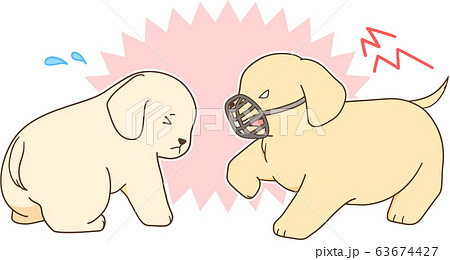 ゴールデンレトリバーの子犬(口輪をした子犬が他の子犬に襲い掛かる) ゴールデンレトリバーの子犬(口輪をした子犬が他の子犬に襲い掛かる) 63674427