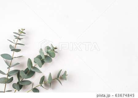 Green eucalyptus branches on a white background. 63674845