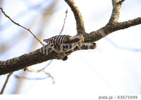荒尾市 四ツ山神社 コゲラ、 荒尾市 四ツ山神社 コゲラ、 63675099
