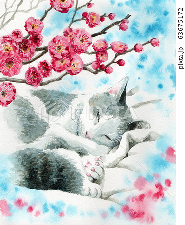 アナログ水彩梅の花と眠る猫のイラスト素材