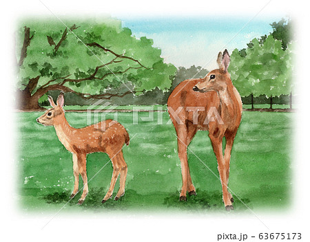 水彩で描いた奈良公園の鹿の親子のイラスト素材