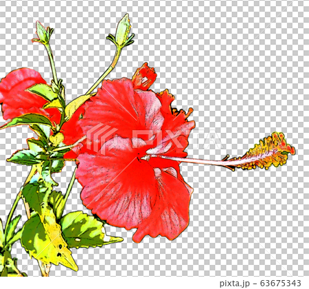 Hibiscus flower illustration material Hibiscus flower illustration material 63675343
