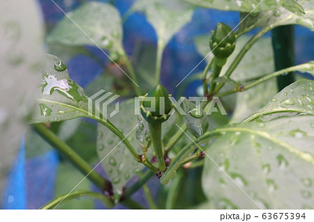 こどもピーマン こどもピーマン 63675394