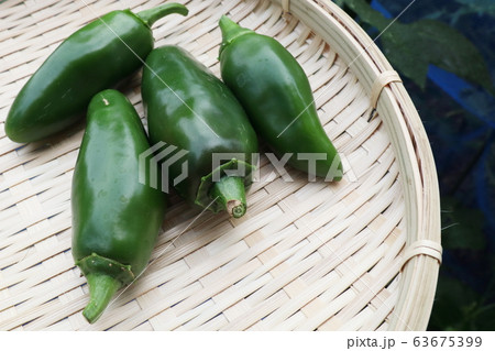 こどもピーマン　収穫 63675399