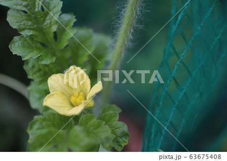 スイカの花の写真素材