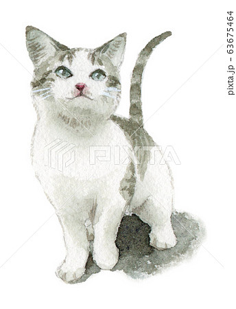 水彩で描いた子猫 63675464