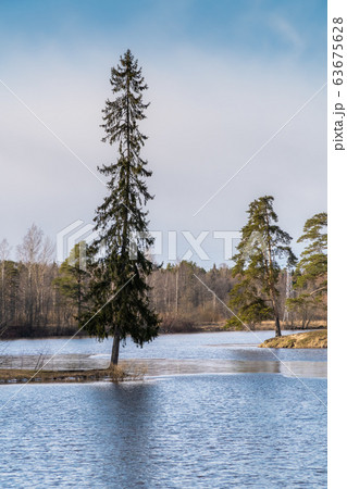 Russia. Saint-Petersburg. Lakes are freed from ice and flooded areas in early spring in the parks of St. Petersburg. Russia. Saint-Petersburg. Lakes are freed from ice and flooded areas in early spring in the parks of St. Petersburg. 63675628