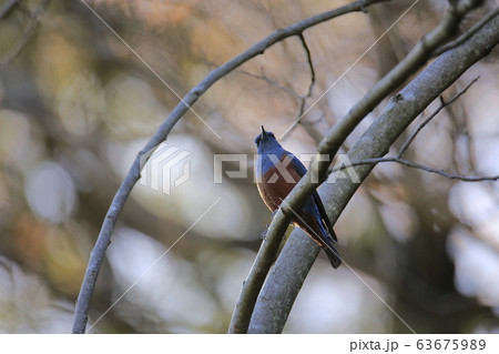 荒尾市 四ツ山神社 磯ヒヨドリ、 荒尾市 四ツ山神社 磯ヒヨドリ、 63675989
