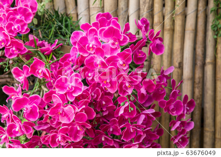 Asia, Thailand, USA, Agriculture, Beauty 63676049