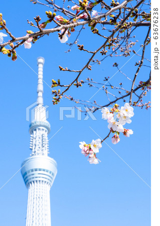 東京 東京スカイツリー 春 桜 お花見 墨田区 晴天 青空の写真素材 東京 東京スカイツリー 春 桜 お花見 墨田区 晴天 青空の写真素材