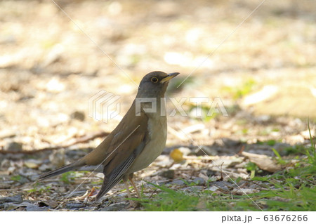 荒尾市 四ツ山神社 シロハラ、 荒尾市 四ツ山神社 シロハラ、 63676266