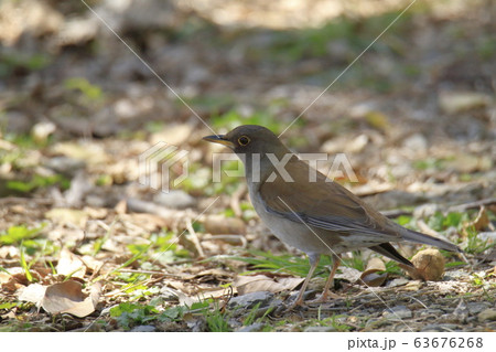 荒尾市 四ツ山神社 シロハラ、 荒尾市 四ツ山神社 シロハラ、 63676268