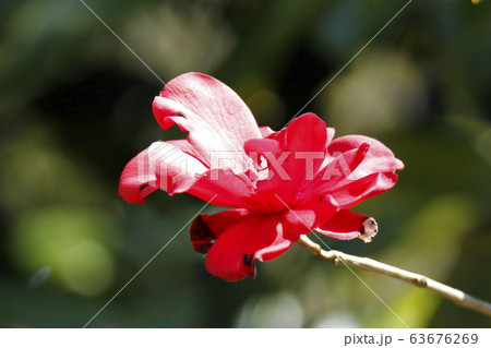 荒尾市　四ツ山神社　ツバキ、 63676269