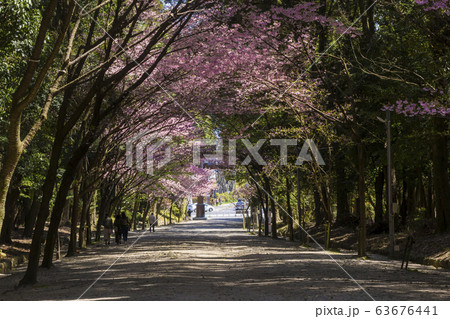 近江神宮の陽光桜 近江神宮の陽光桜 63676441
