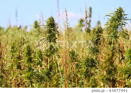 A field of industrial hemp against a blue sky A field of industrial hemp against a blue sky 63677491