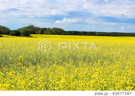 View of a canola field in full bloom with a cloudy 63677587
