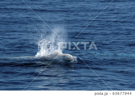 white Rare Goose Beaked whale dolphin Ziphius 63677944
