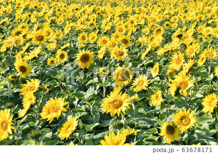 ひまわり ひまわり 63678171