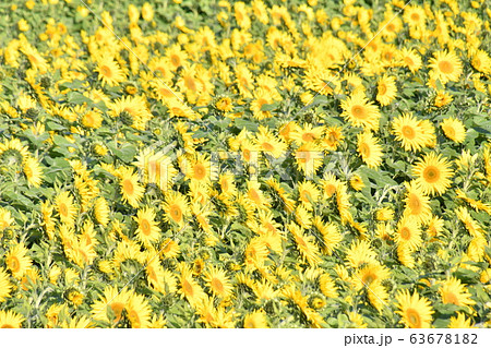 ひまわり ひまわり 63678182