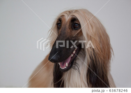 Cute afghan hound isolated on gray background. 63678246