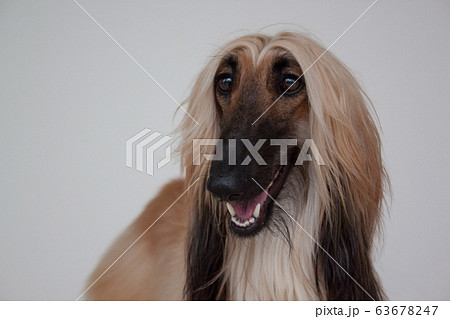 Afghan hound isolated on gray background. 63678247