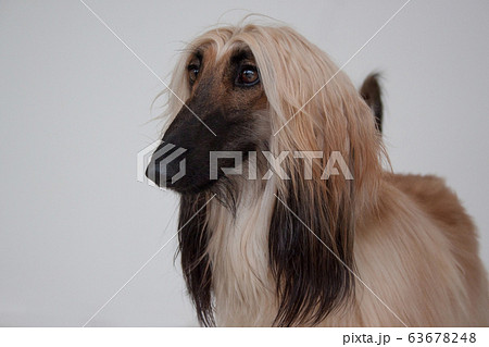 Cute afghan hound close up. Eastern greyhound. 63678248