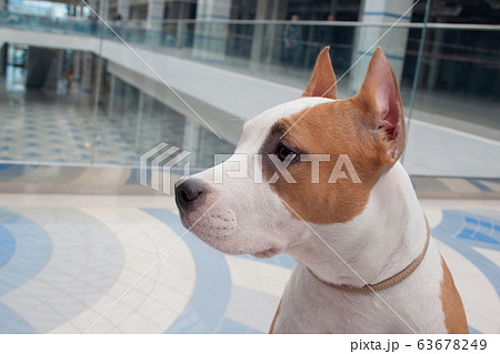 Cute american staffordshire terrier puppy. 63678249