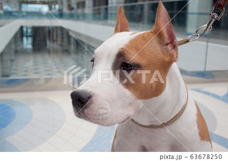 Cute american staffordshire terrier puppy close up 63678250