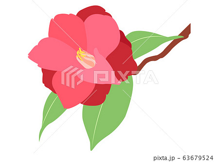 椿の花イラスト素材 63679524