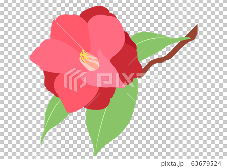 椿の花イラスト素材 63679524