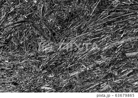 Black white dry grass background Black white dry grass background 63679865