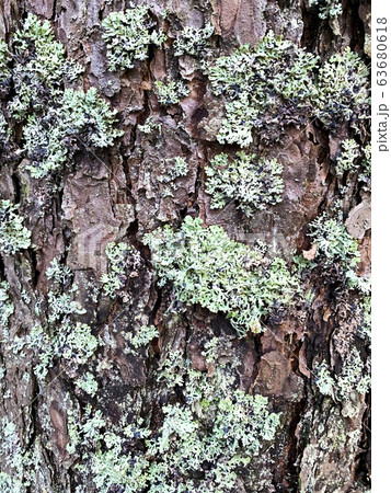 Cracked old bark on tree trunk Cracked old bark on tree trunk 63680618