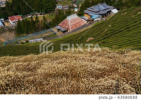 徳島県三好市井川町のミツマタ 63680688