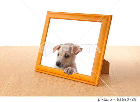 dog with frame dog with frame 63680739