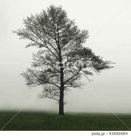 One tree in the field in the fog. One Single Lonely Tree in a Foggy Farm Field in the Morning Haze and Mist 63680884