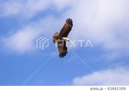 Red hawk while fly in the sky. Red hawk while fly in the sky. 63681569