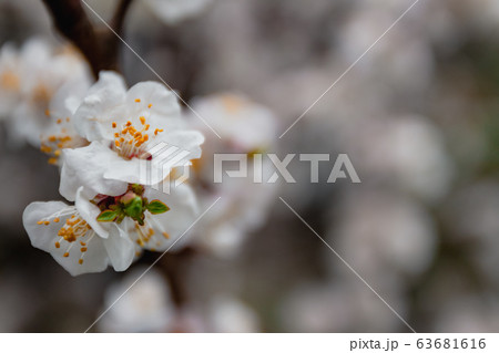 Apricot flowers on a tree, in the sunlight. Close-up. Selective focus. Blur . Moody toning, trend. Apricot flowers on a tree, in the sunlight. Close-up. Selective focus. Blur . Moody toning, trend. 63681616