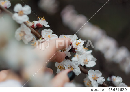 Apricot flowers on a tree, in the sunlight. Close-up. Selective focus. Blur . Moody toning, trend. Apricot flowers on a tree, in the sunlight. Close-up. Selective focus. Blur . Moody toning, trend. 63681620