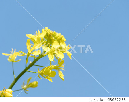 菜の花 菜の花 63682283
