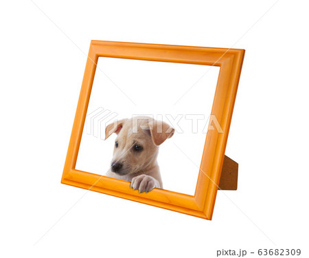 dog with frame dog with frame 63682309