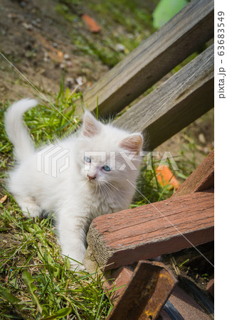 White playful kitten outdoor White playful kitten outdoor 63683549