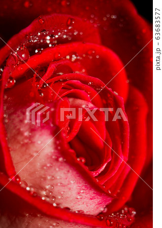 Big red rose macro 63683577