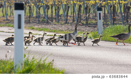 Flock of greylag goose crossing countryside road together. 63683644