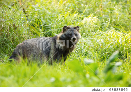 Wild raccoon dog standing in front of tall green vegetation in summer Wild raccoon dog standing in front of tall green vegetation in summer 63683646