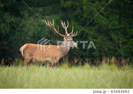 Strong red deer stag standing on a open pasture in nature Strong red deer stag standing on a open pasture in nature 63683662